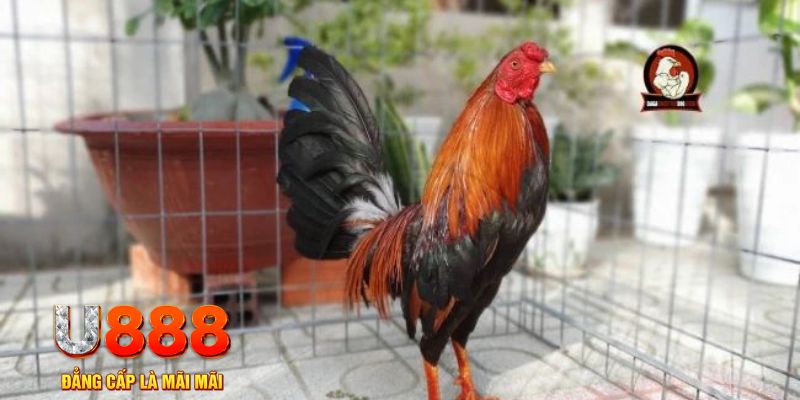 sao789 game máy bay nổ hũ