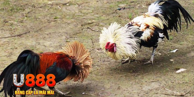 sao789 game nổ hũ là gì